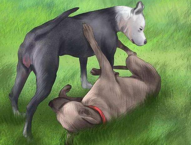 狗狗也会有姨妈期,狗狗也会有生理期吗