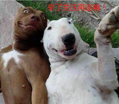 台湾兽医亲述狗粮致肾衰竭事件始末，前事不忘后事之师（三）