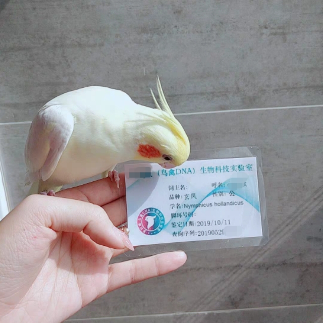 鏂版墜璐拱閲戝垰閫夊嚑鐡g殑,閲戝垰钁佃姳楣﹂箟