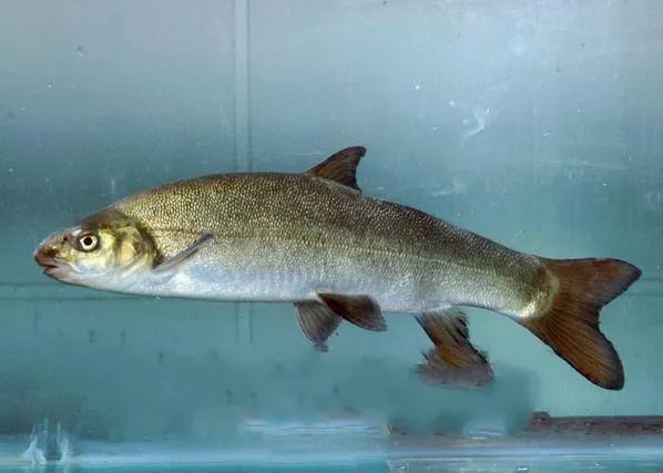 公认最好吃的10种淡水鱼,公认好吃淡水鱼有哪些种类