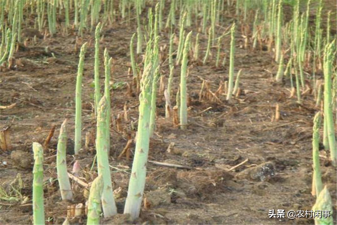 大棚芦笋种植的真实收益,种植芦笋买种子好还是买苗子好呢