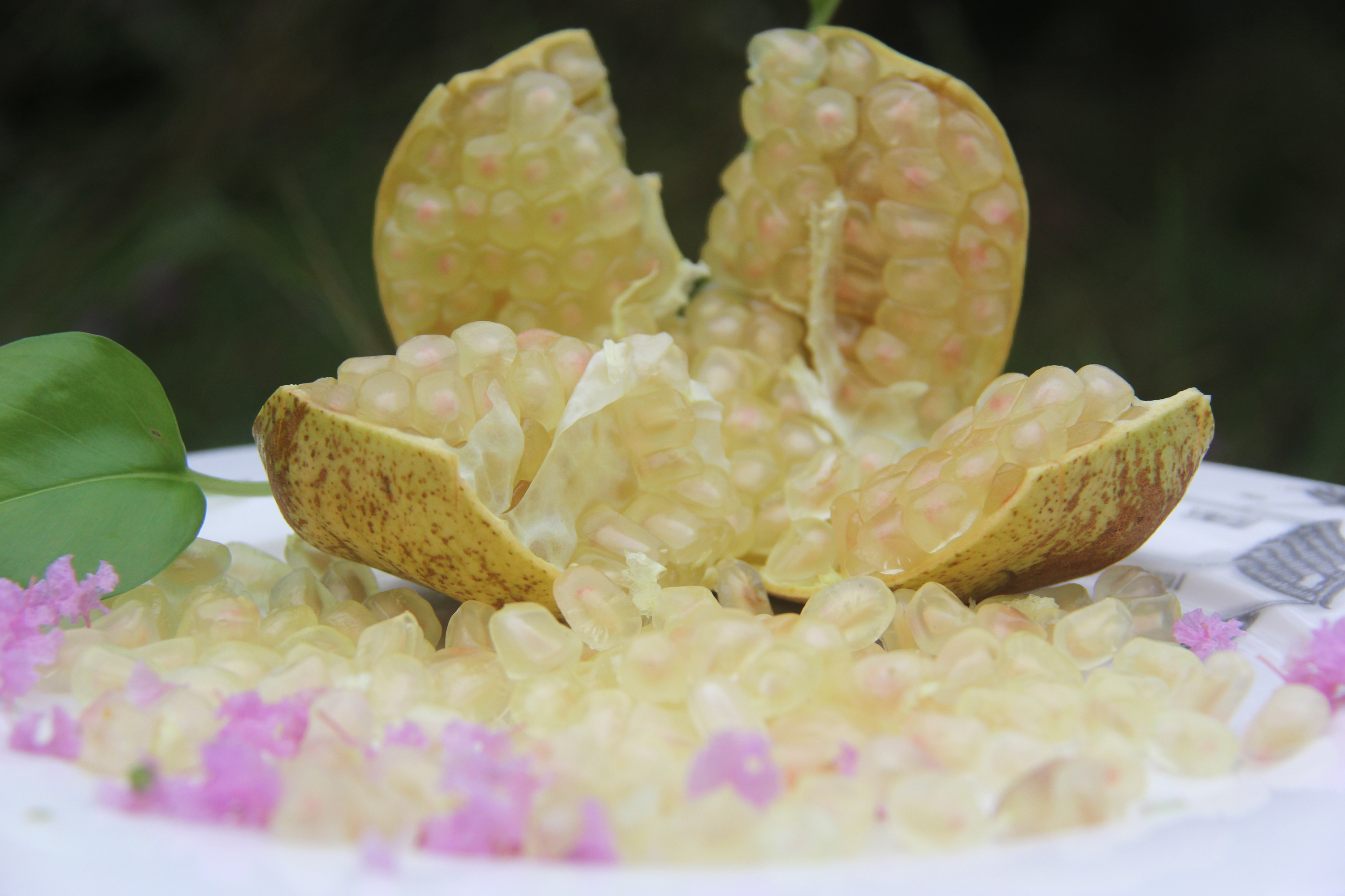 玉石籽石榴花色,白花玉石籽石榴历史