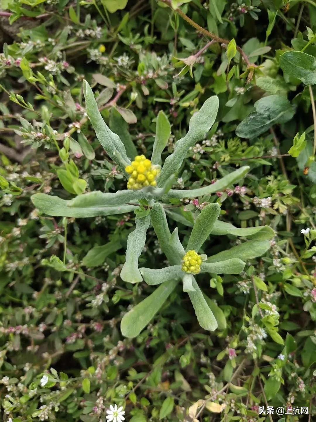 鼠曲草是野草吗,野生中药材鼠曲草