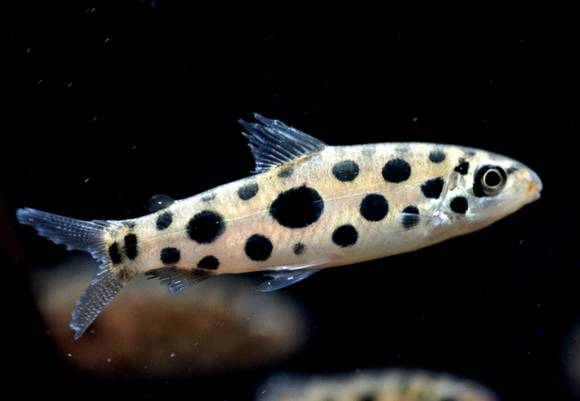 灯鱼草缸造景教程,草缸造景养什么鱼