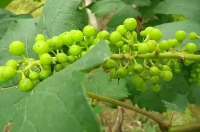 葡萄红蜘蛛病害图片,葡萄病害常用杀菌剂