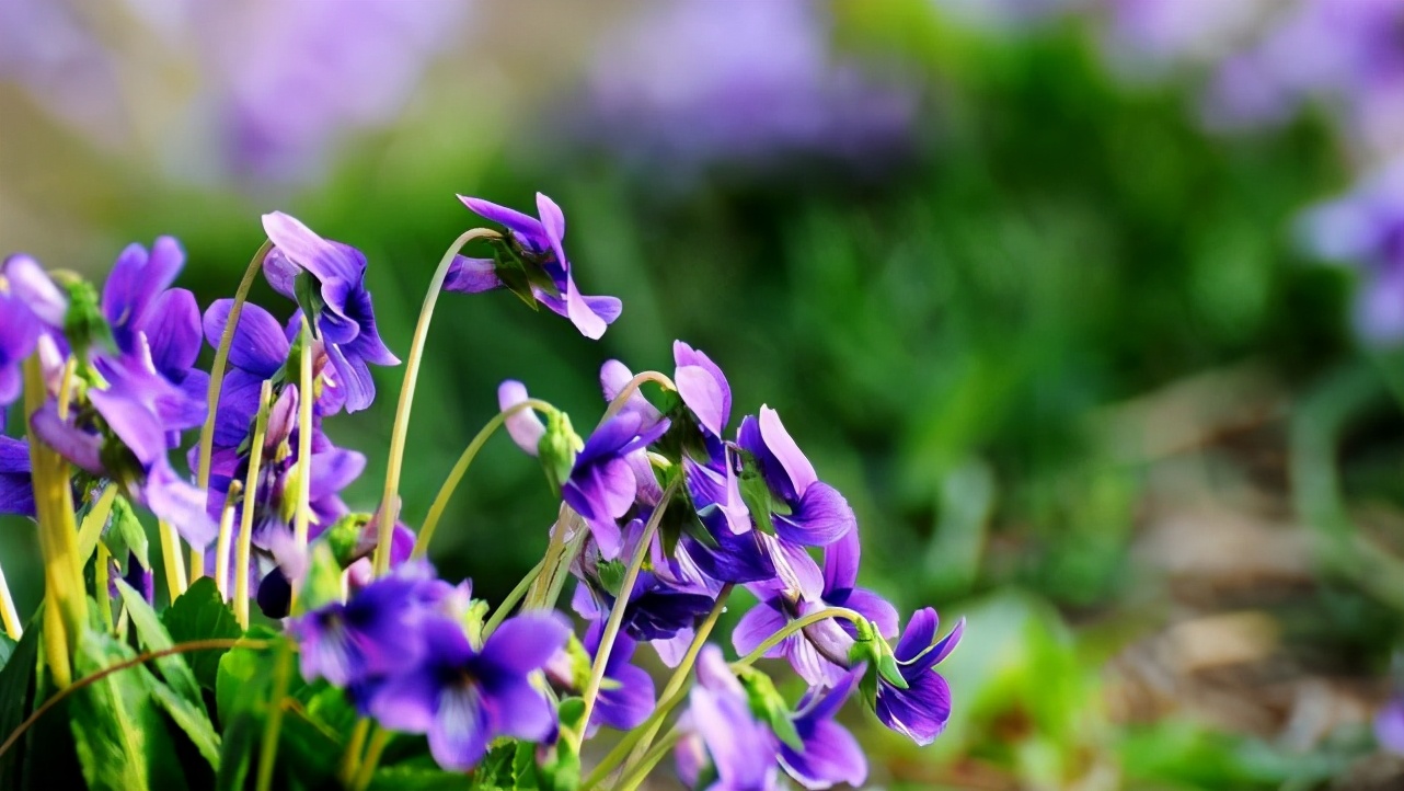 天蝎女喜欢突如其来的惊喜吗,天蝎女对喜欢的人制造惊喜