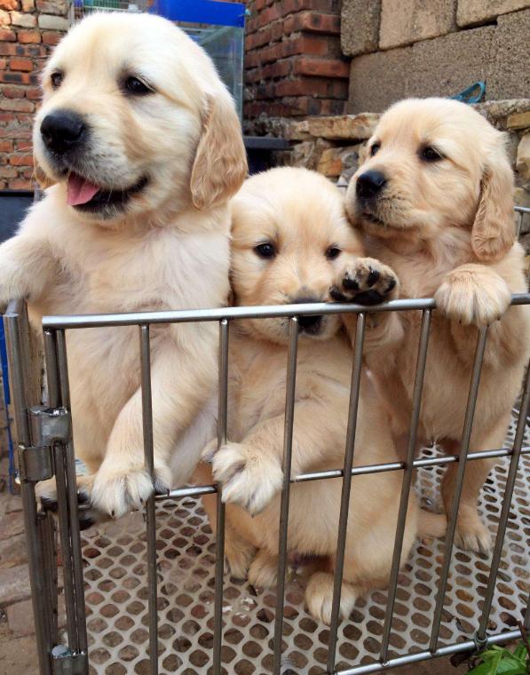 新手铲屎官金毛,新手铲屎官如何挑选健康的猫咪