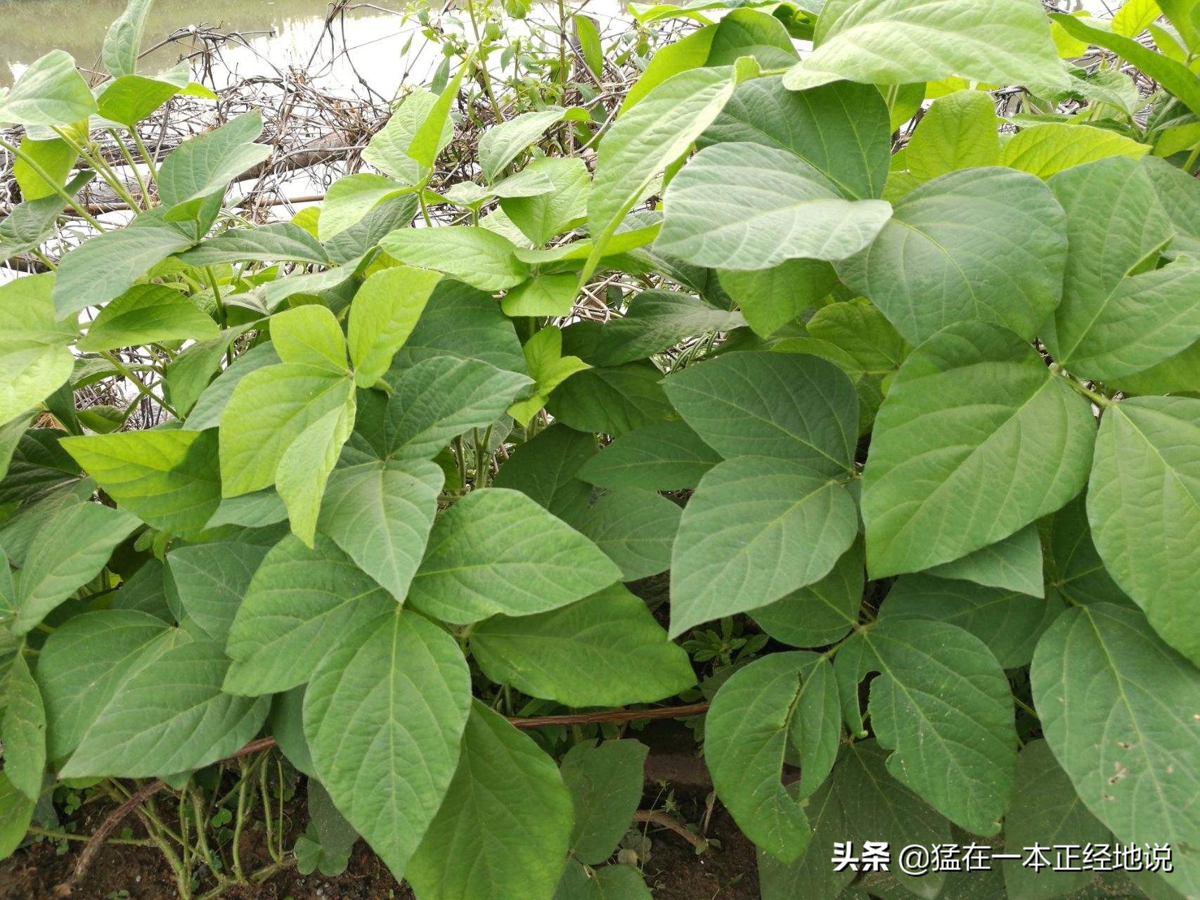 四体勤劳的你，能分得清“五谷”吗