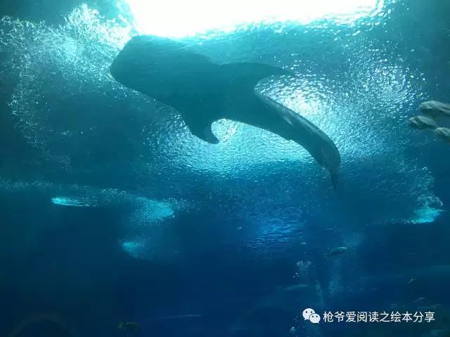 暑假珠海长隆两日一夜亲子游,珠海长隆海洋王国亲子游北极熊