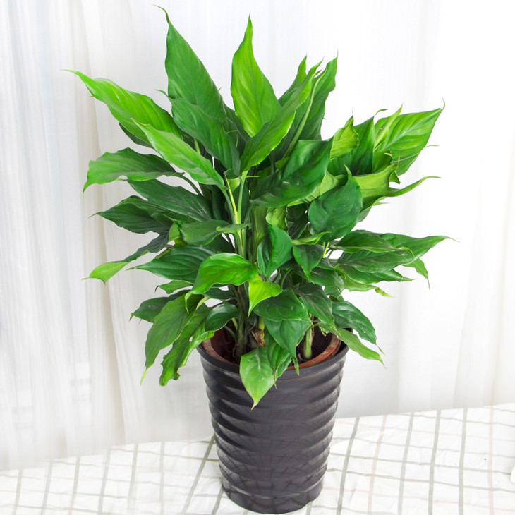 好养的盆栽花卉排名前十,盆栽花比较好养的有哪些