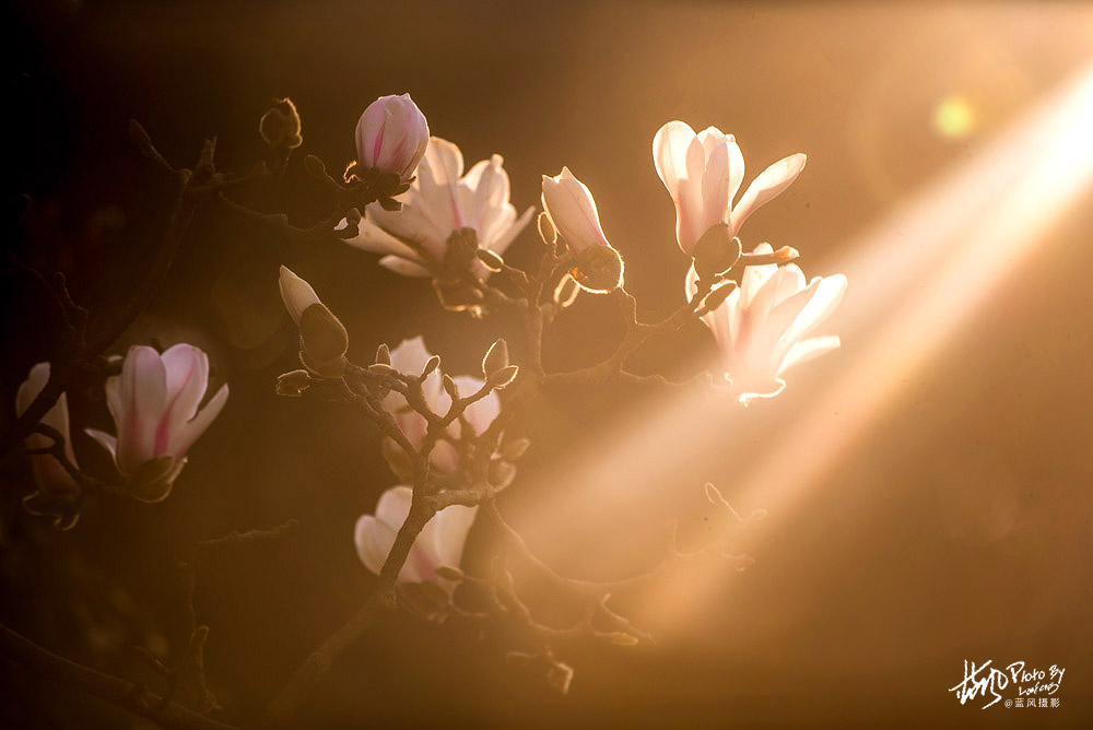 上海市市花白玉兰也叫玉兰花,白玉兰花是上海的市花吗