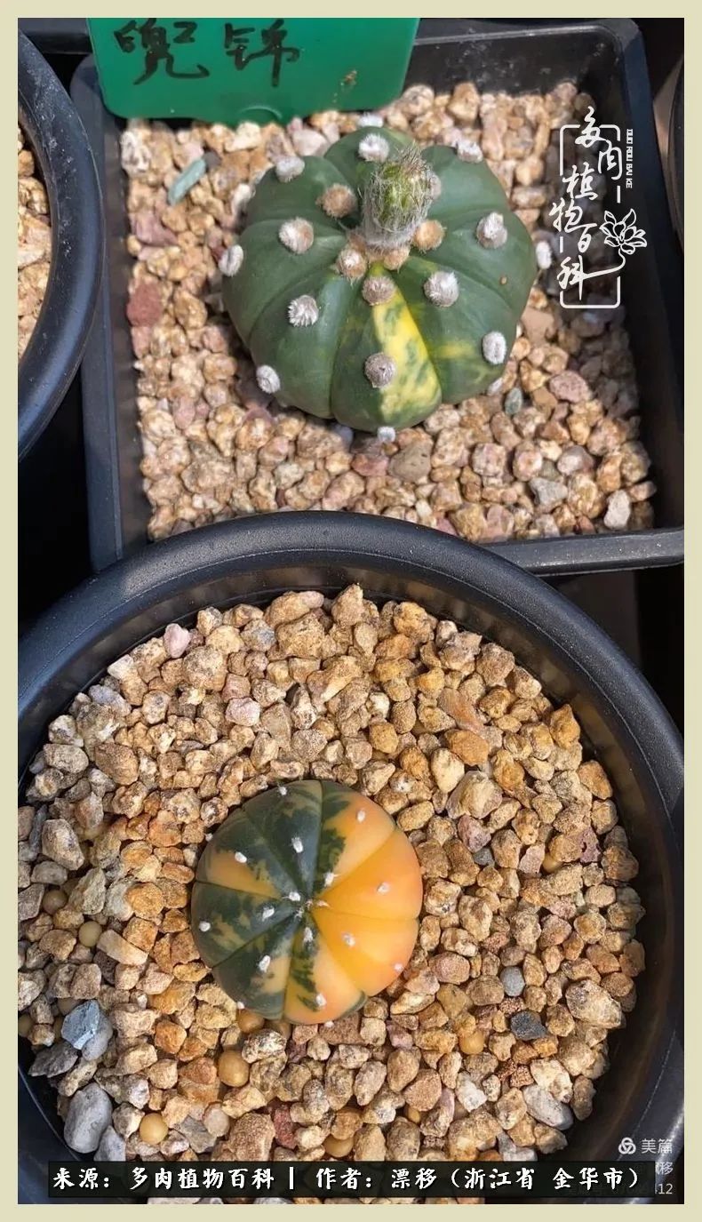 仙人球开花并散发着香味,仙人球花盛开吐露芬芳