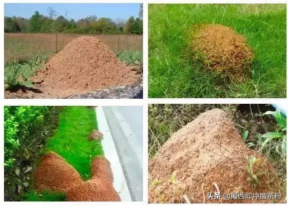 飞蚁大军空袭视频,飞蚁大军被空袭