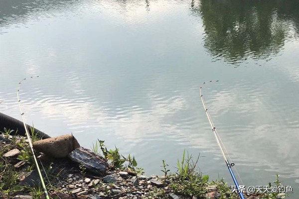 抛竿串钩钓黄颡鱼实战经验：串钩搭配是要点，黄颡鱼轻松钓成串！