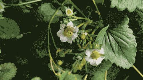 人类社会中的蜜蜂形象，蜜蜂不只因为勤劳才被人颂扬