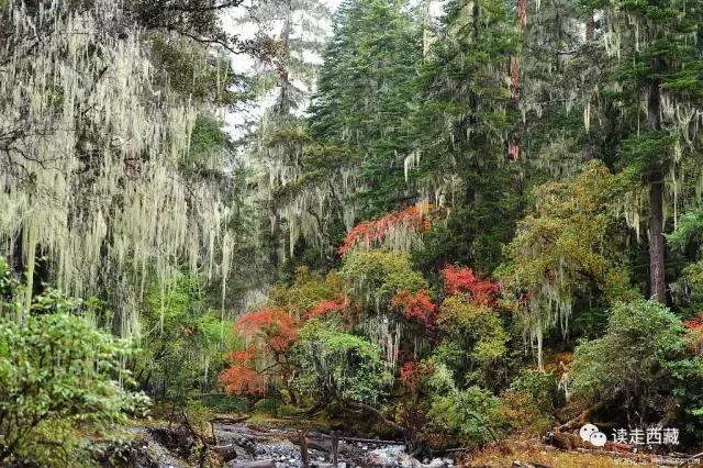米林最神秘景点,米林十大景点