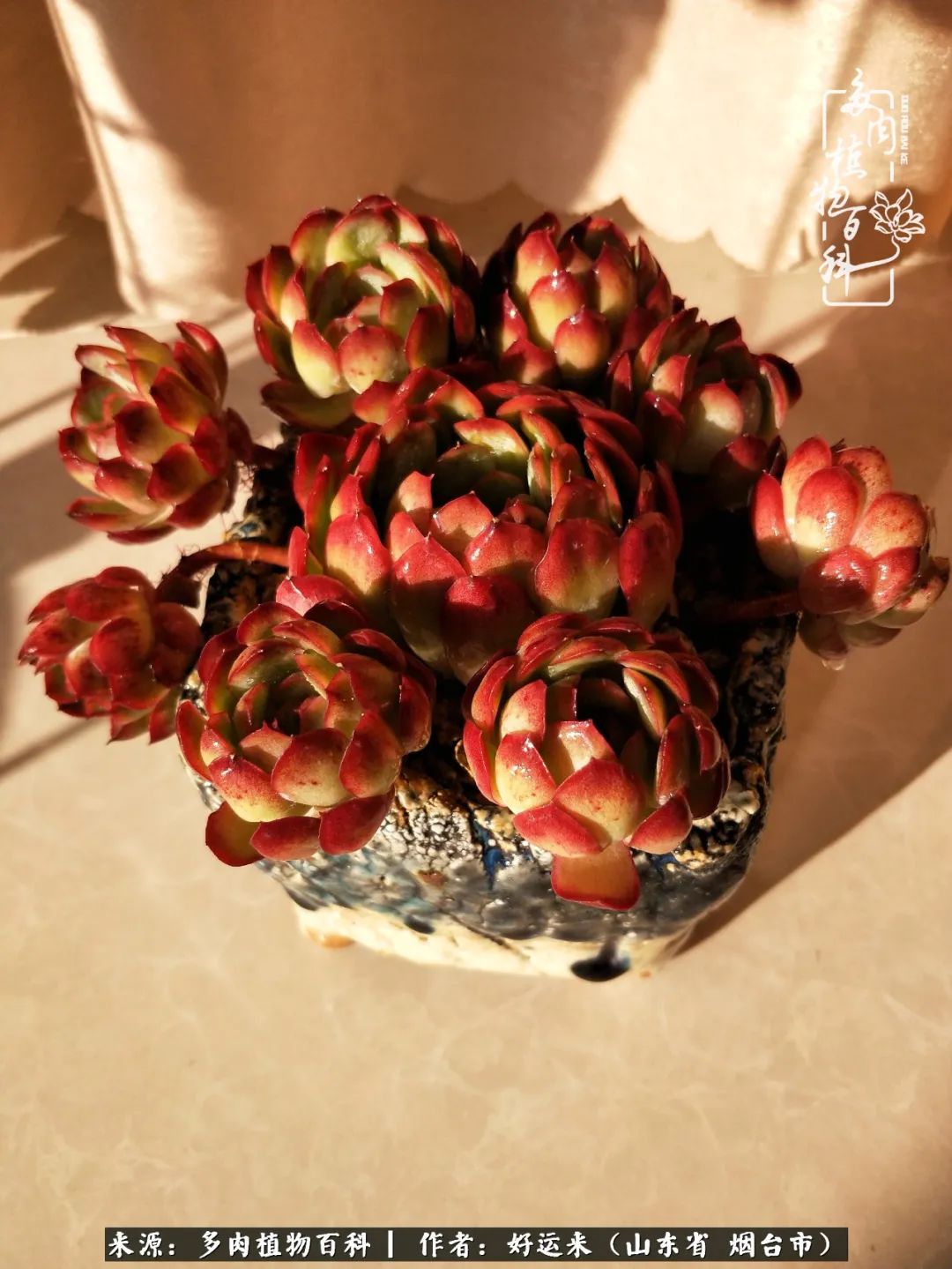 世上怎么会有这么可爱的生物,这世上怎么会有那么可爱的小可爱