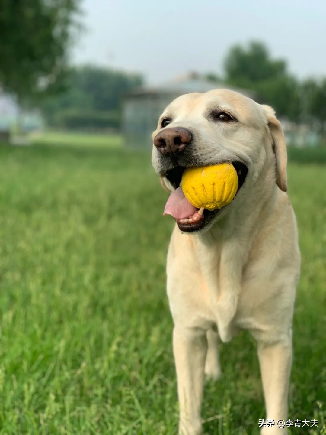 麦扣的家庭,麦扣的质感好物