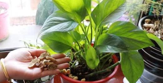 家里养什么花对身体有危害,从风水角度说哪些花不可以家里养