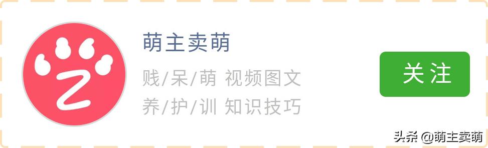 狗狗不吃饭无精打采一招解决,狗狗无精打采不吃饭呕吐怎么了