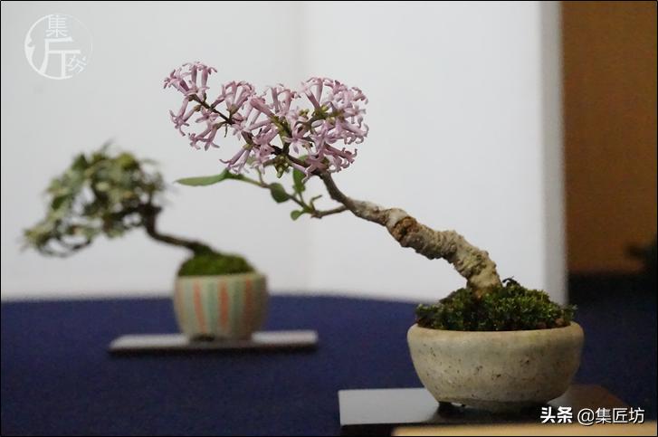 紫丁香的盆景造型与养护,白丁香盆景如何让它开花