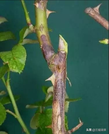 月季枝枯病的病原属于什么病害,月季茎蜂预防用什么药