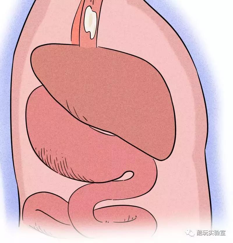 吃太多的糖会让你变胖,让你变丑变老的不是脂肪而是糖