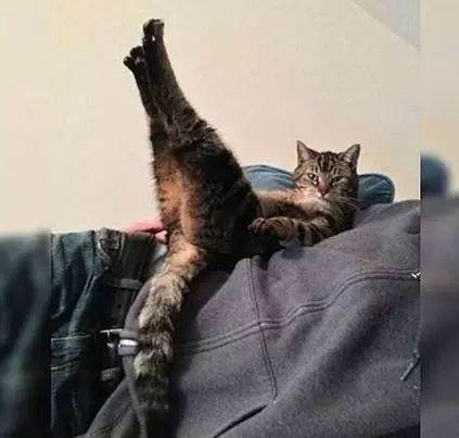 一只灵魂画手遇到猫,分享一组灵魂画手的作品