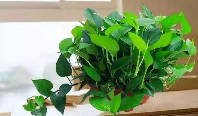 绿萝冬天蔫了软趴趴的怎么回事,绿萝冬天放在泡沫箱里能过冬吗