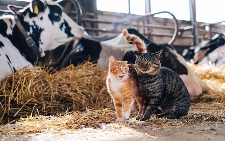 牧牛场闯进不速之客 (牧牛不速之客视频)