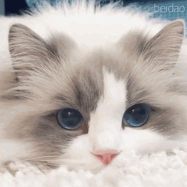 布偶猫身长四十厘米体重九斤,超级可爱的布偶猫有两万斤