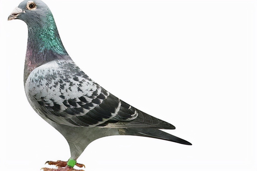 信鸽单眼伤风眼砂颜色为什么变浅,双氯芬酸钠滴眼液治信鸽单眼伤风