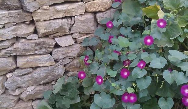 牵牛花怎么养护才能爆盆,夏天重瓣牵牛花苗怎么养