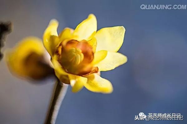 每日一花｜平生相见即眉开，一枝腊梅踏雪来