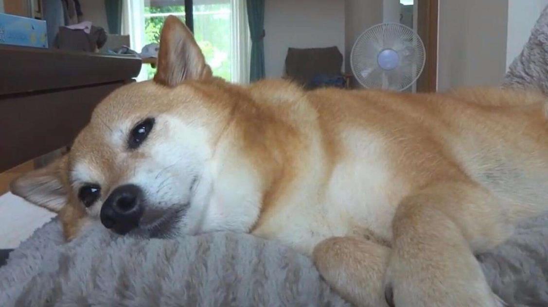 狗狗晚上睡觉一直嗯叫是怎么回事,狗狗一天到晚睡觉是什么原因