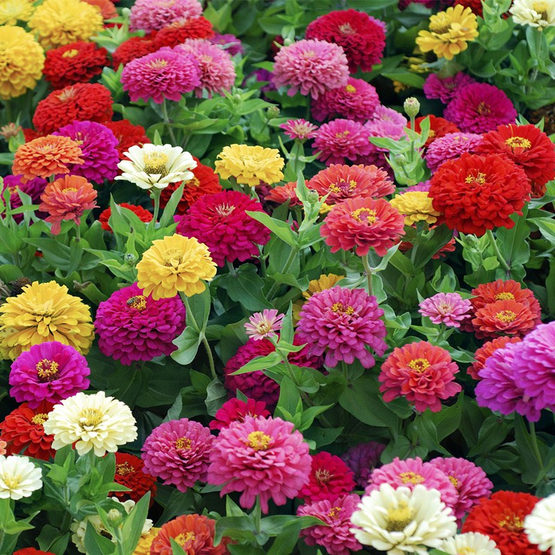 “论斤卖”的10种花卉种子，花海都种它，“靠天吃饭”就能活