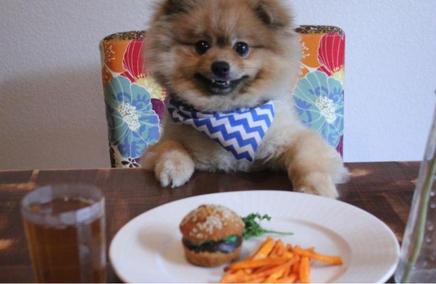 如何喂博美,博美犬正确喂食方法