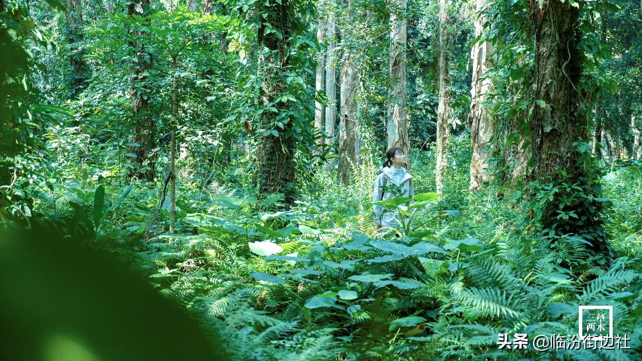 三草两木我们这十年,三草两木用后感悟