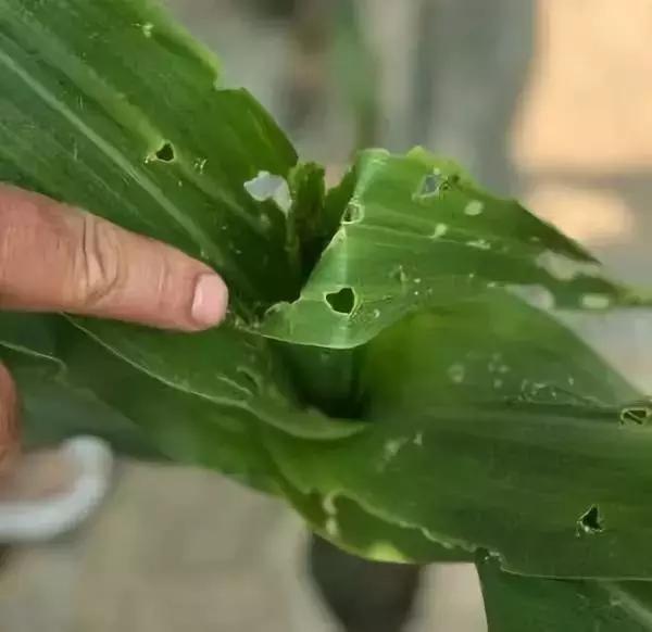 蝗灾蛾灾,蝗灾进入虫群会怎么样