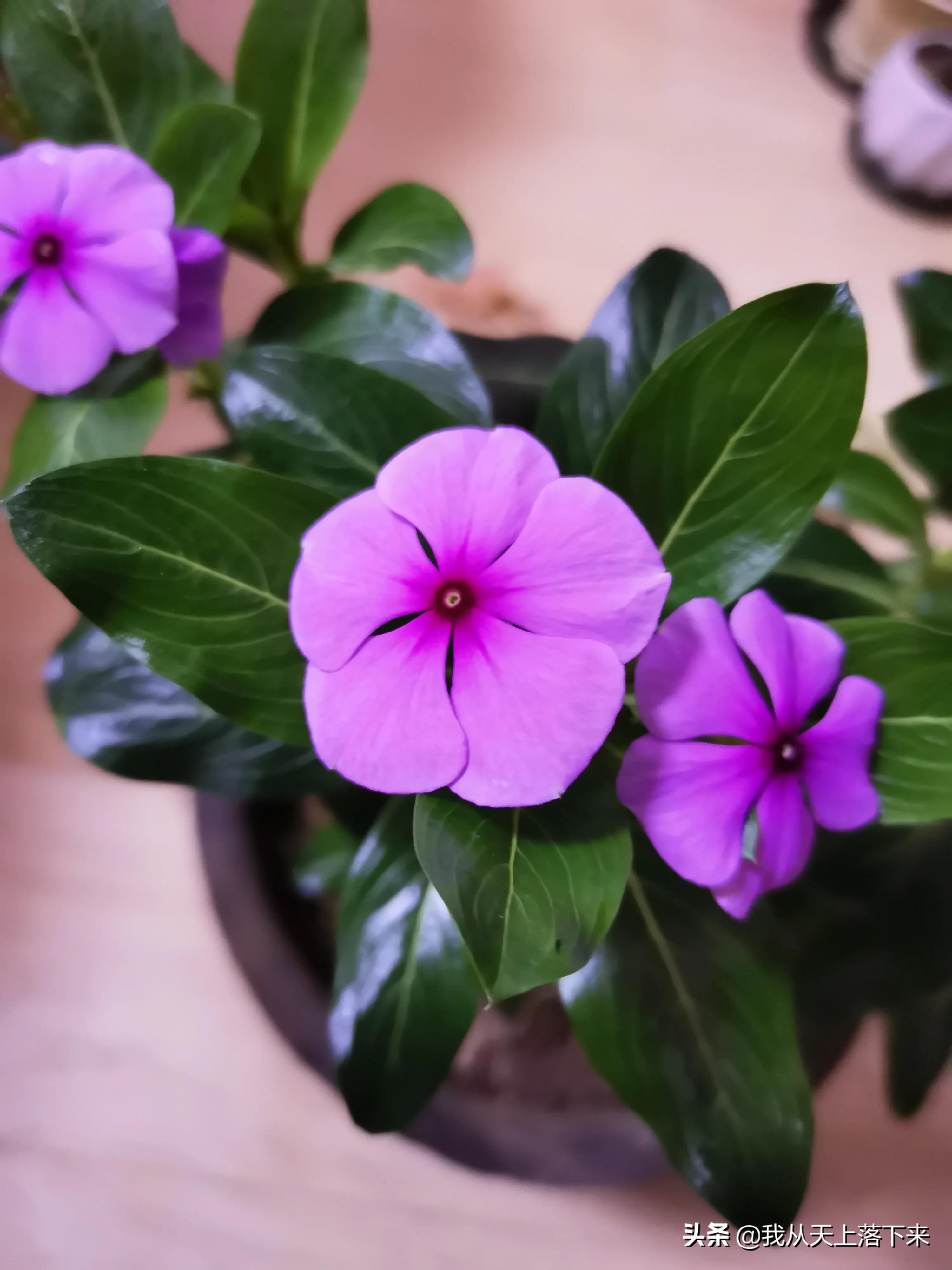 100张花朵美图,100张花图片大全