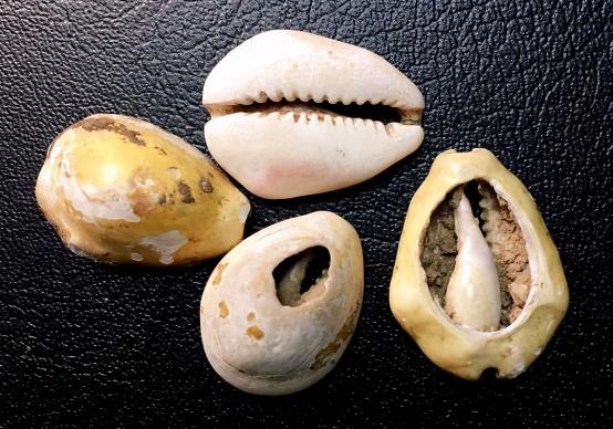 浅析收藏中关于货贝形制的辨识问题