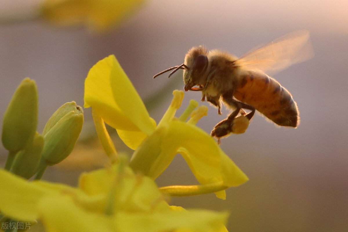 “蜜蜂眼儿”的由来