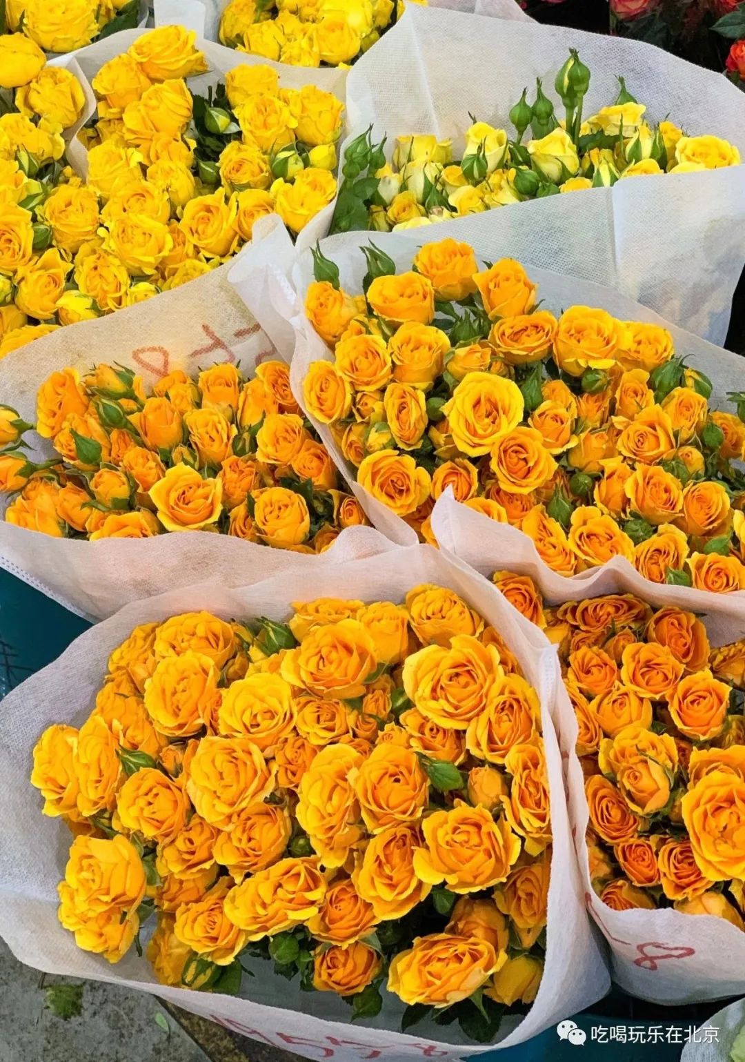 北京花市攻略大全,北京最美赏花景点