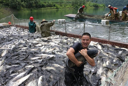花鲢鱼要怎么养不会死,花鲢鱼怎么养才好吃
