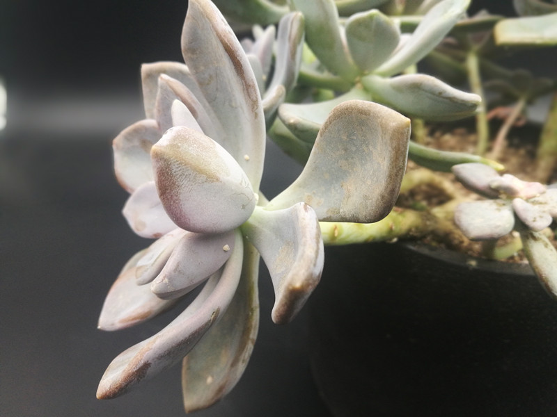 多肉有小白点不是蚧壳虫,多肉长蚧壳虫可以砍头泡多菌灵吗