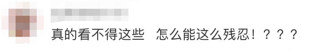 男子当街踢死小猫后续上海,小猫被小男孩虐待暴打