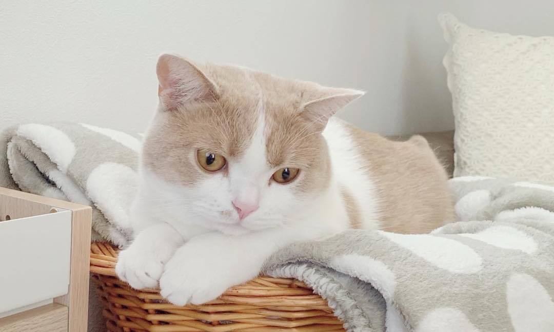 新手养猫必做筛查,新手养猫如何知道猫咪健康