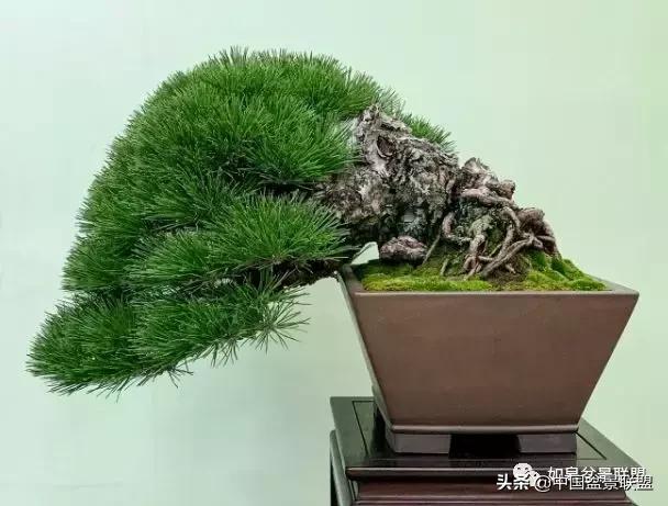 日本盆景巨匠木村正彦作品全程 (木村正彦盆景作品)