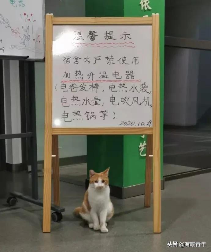 北大猫咪图鉴,中国人民大学猫咪图鉴