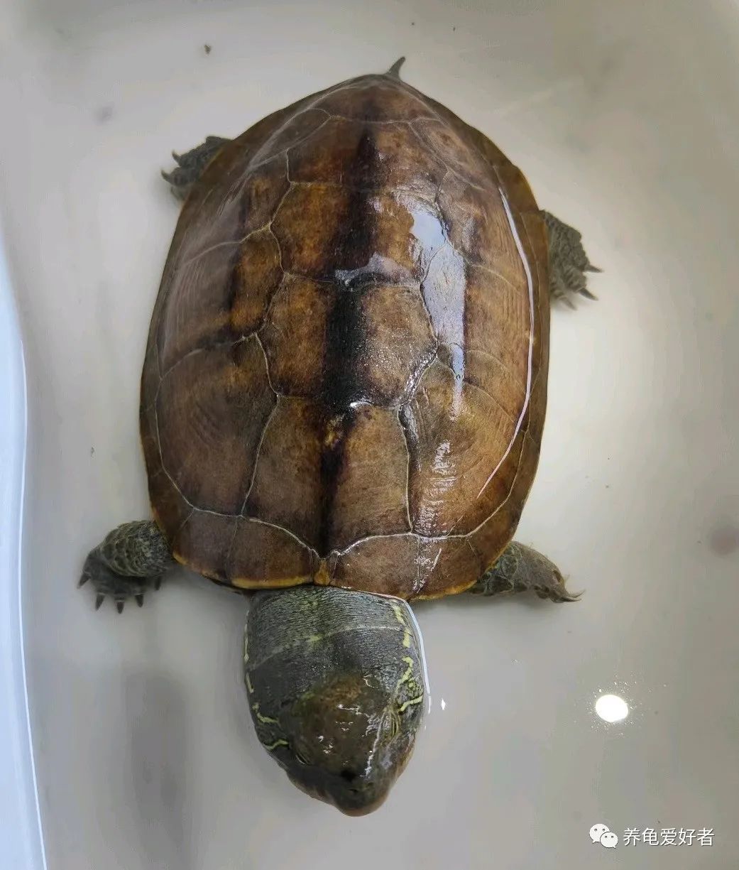 你以为的养龟vs现实中的养龟,古法养龟养什么龟好